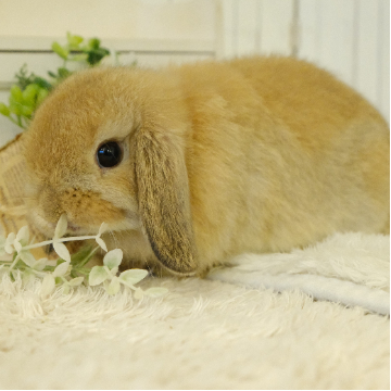 animal_image