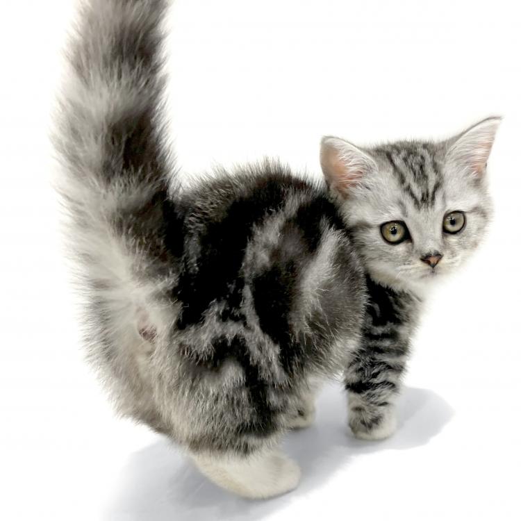 animal_image