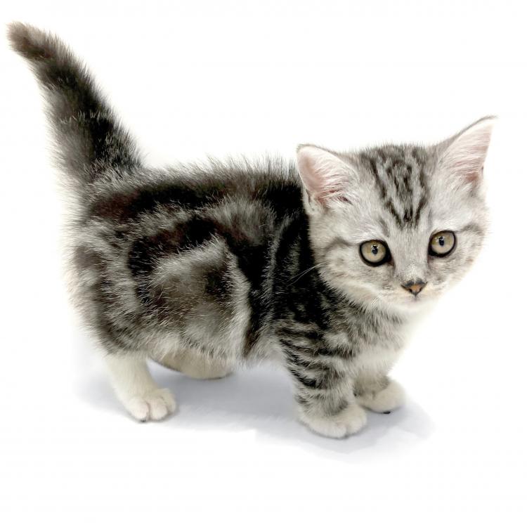 animal_image