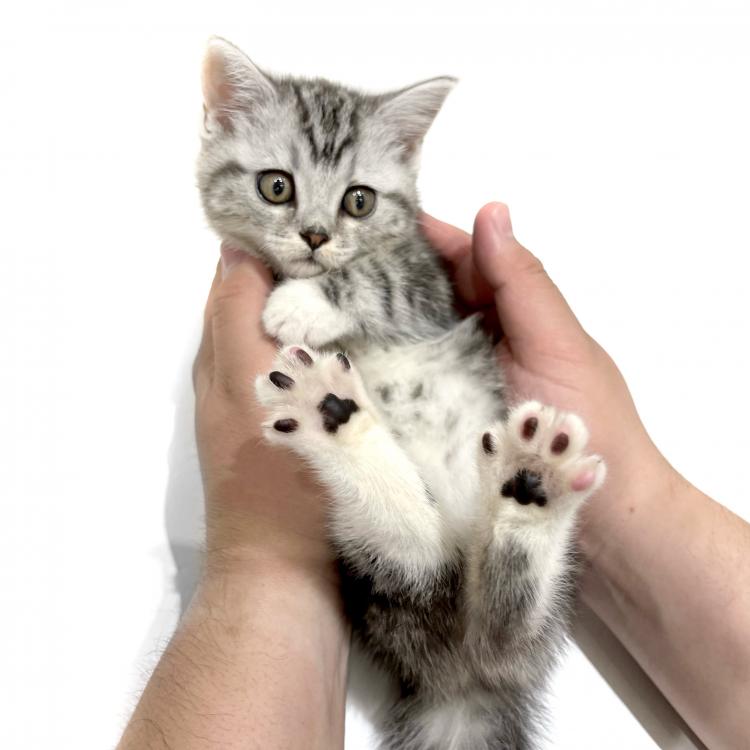 animal_image