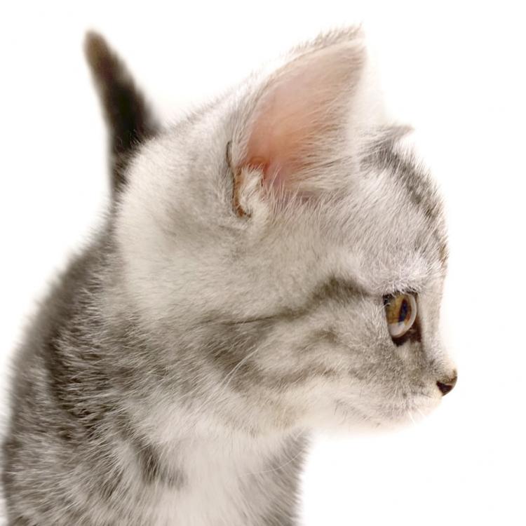 animal_image