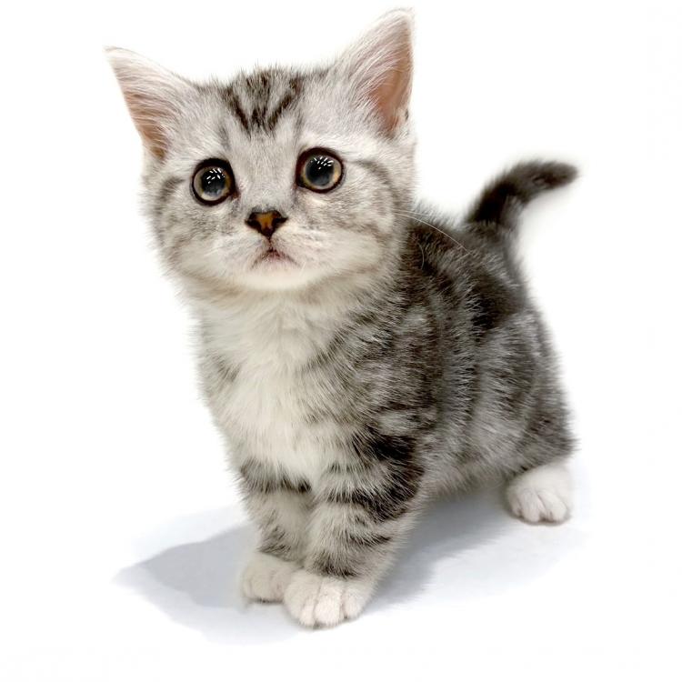 animal_image