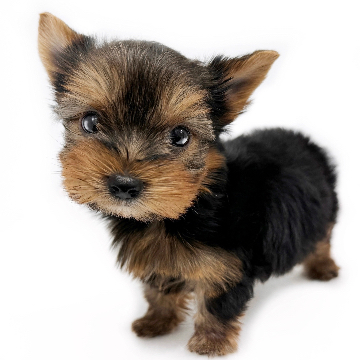 animal_image