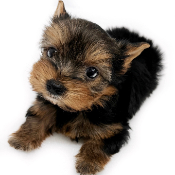 animal_image