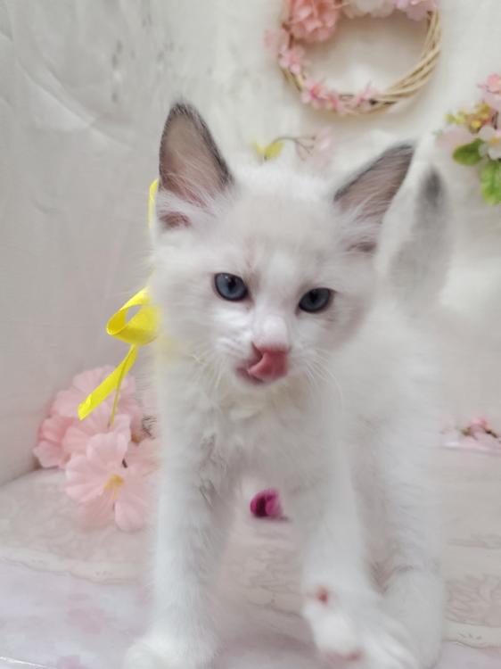 animal_image
