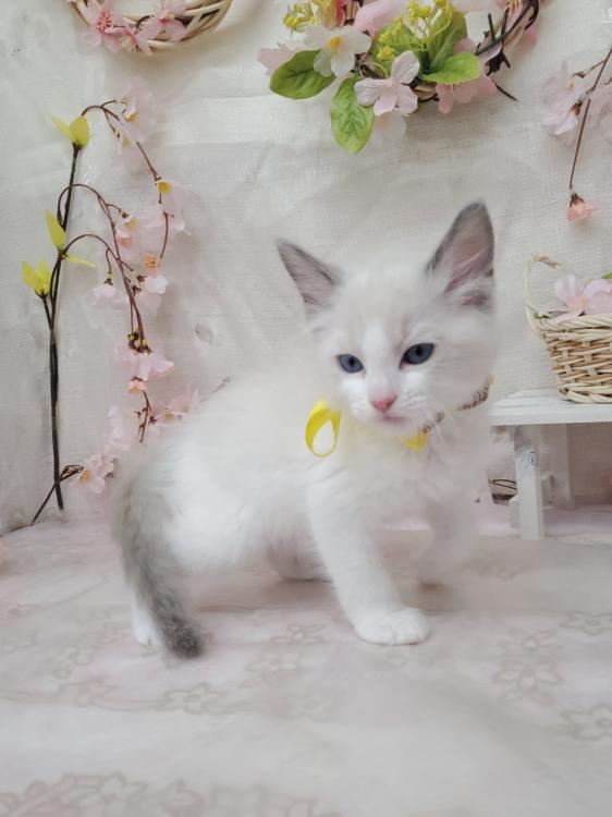 animal_image