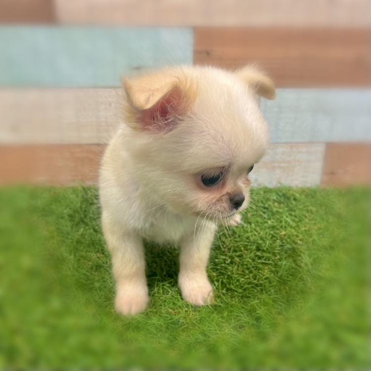 animal_image