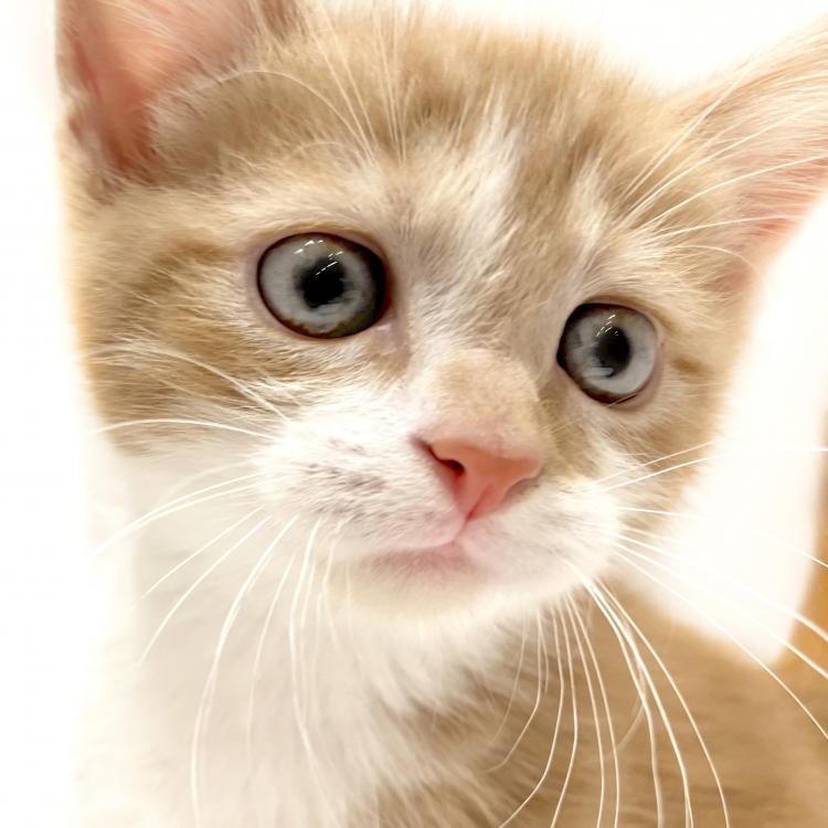 animal_image