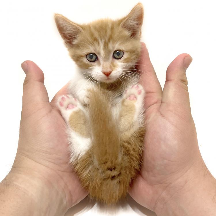 animal_image