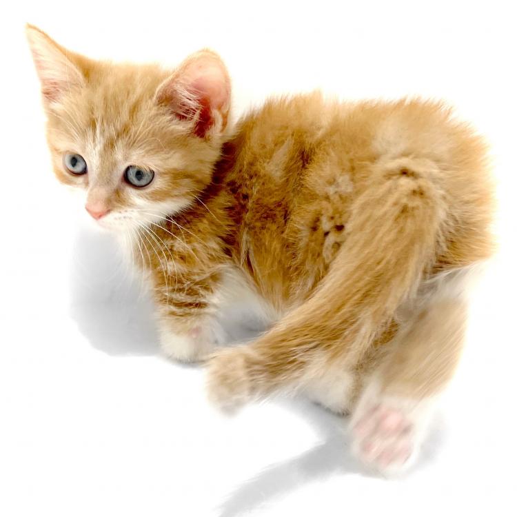 animal_image