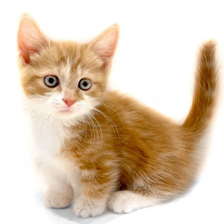 animal_image