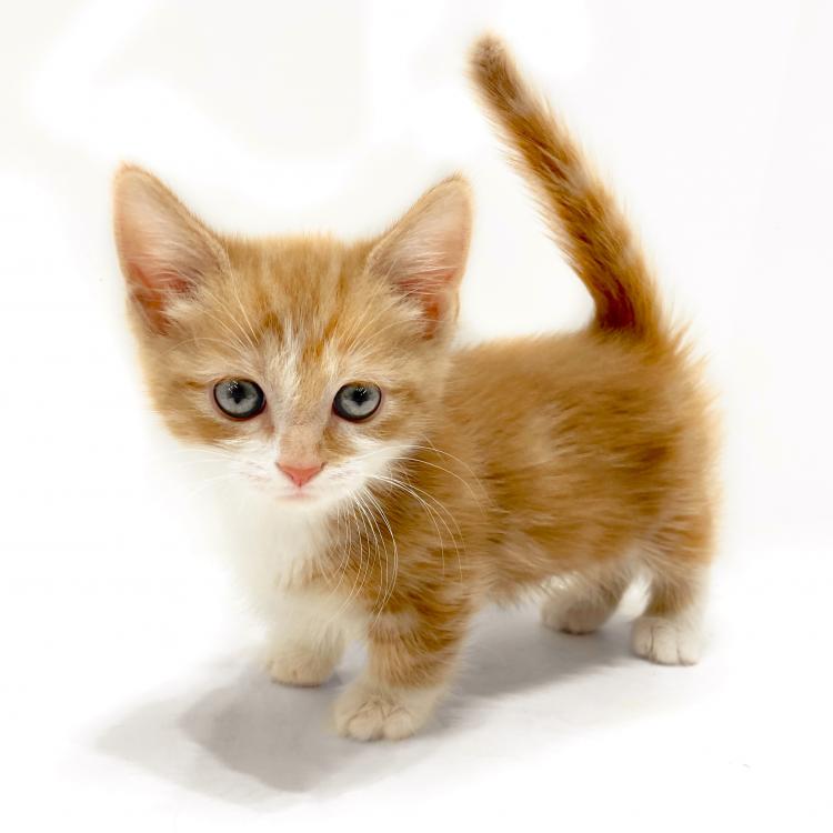 animal_image