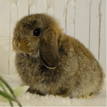 animal_image