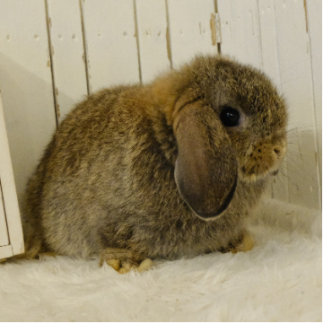 animal_image
