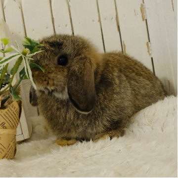 animal_image