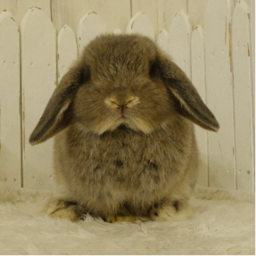 animal_image