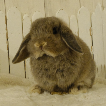 animal_image