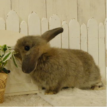 animal_image