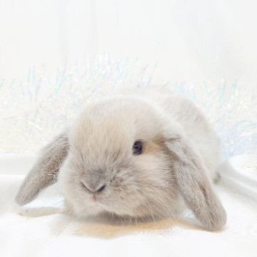 animal_image