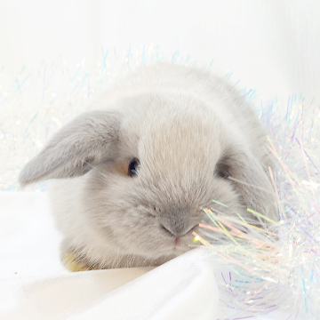 animal_image