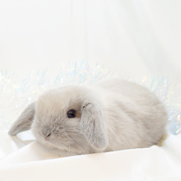 animal_image