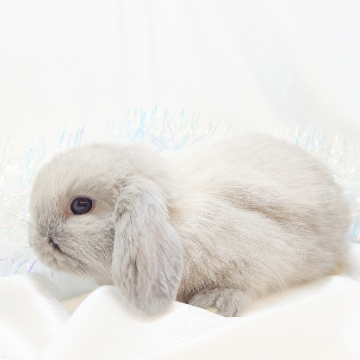 animal_image