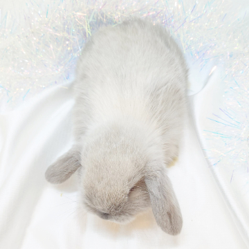 animal_image