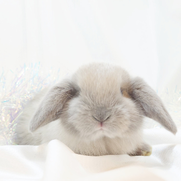animal_image