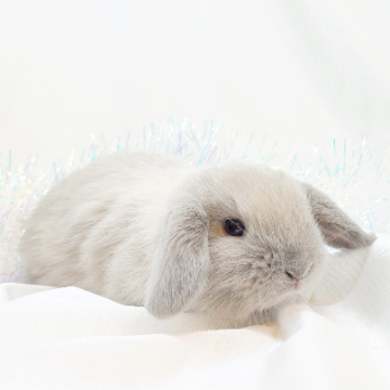 animal_image