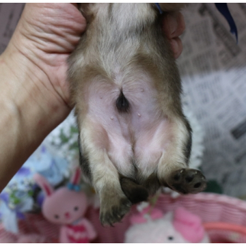 animal_image
