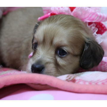 animal_image