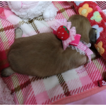 animal_image