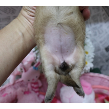 animal_image