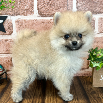 animal_image