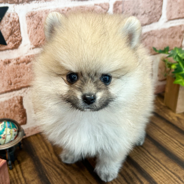 animal_image