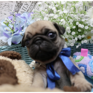 animal_image