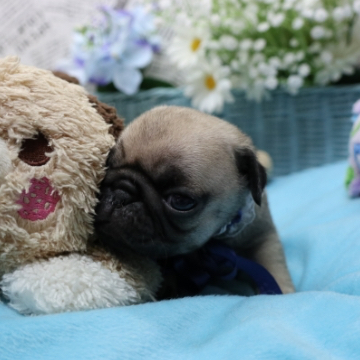 animal_image