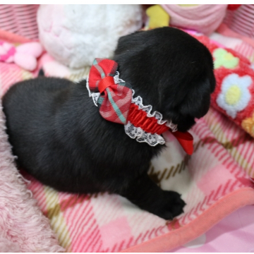 animal_image