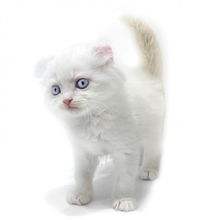 animal_image