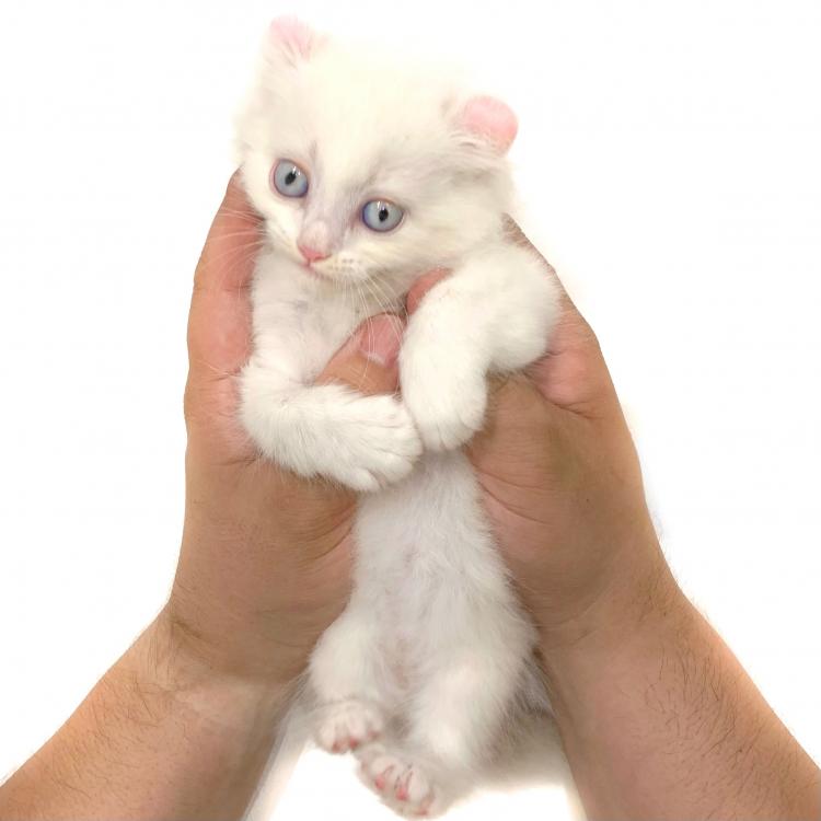 animal_image