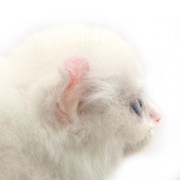 animal_image