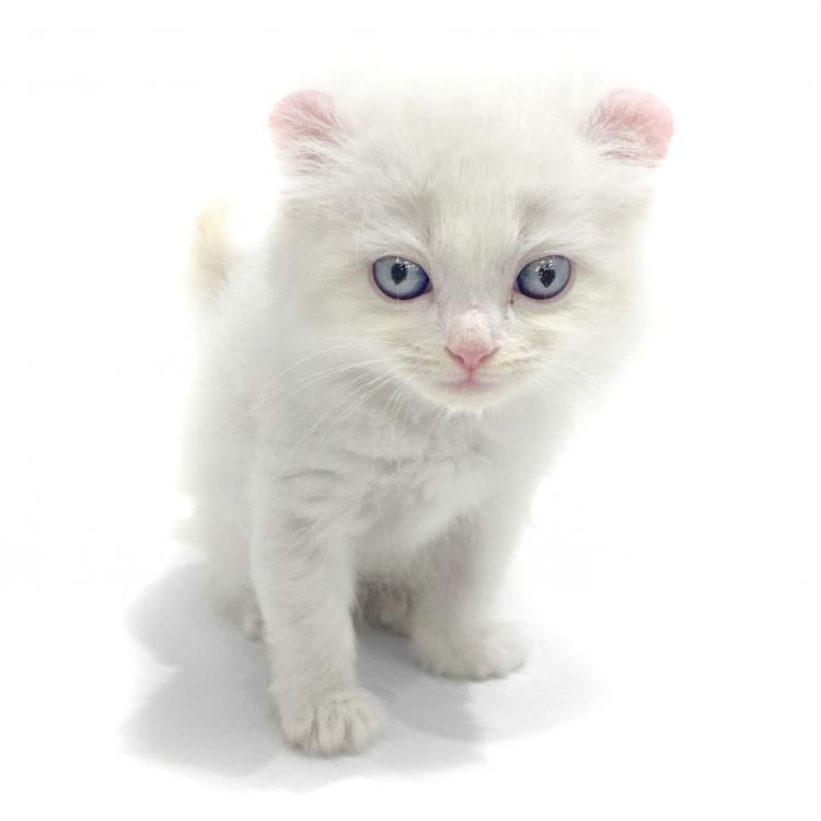 animal_image