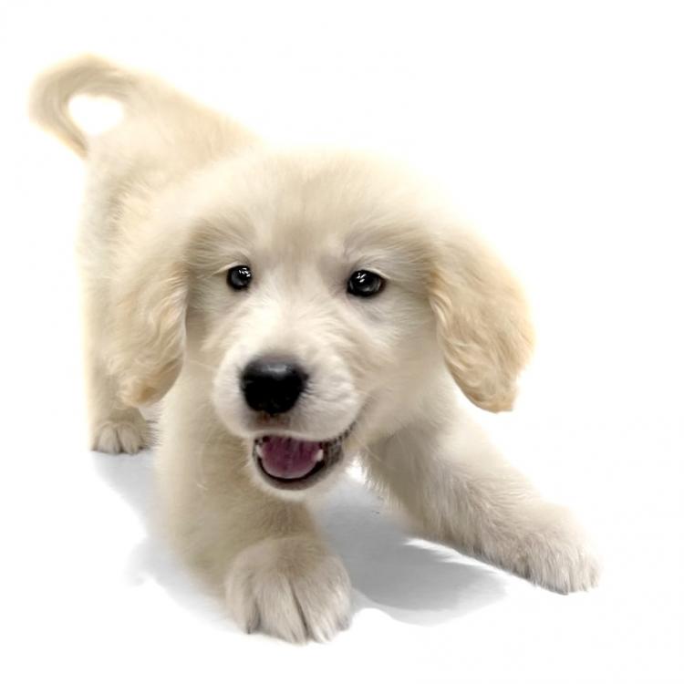 animal_image