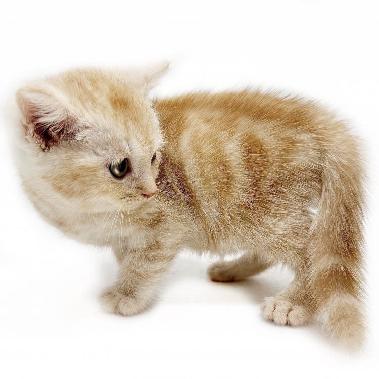 animal_image