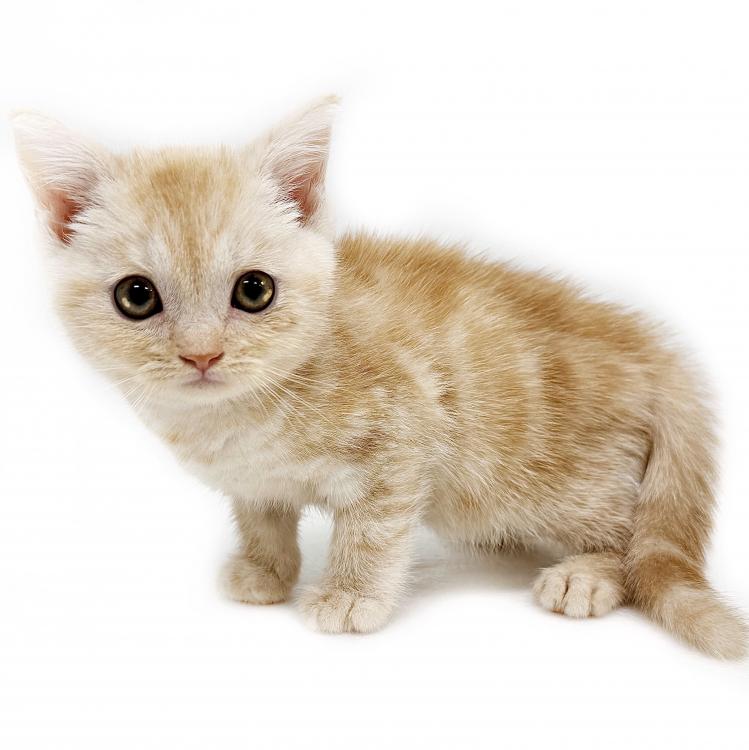 animal_image