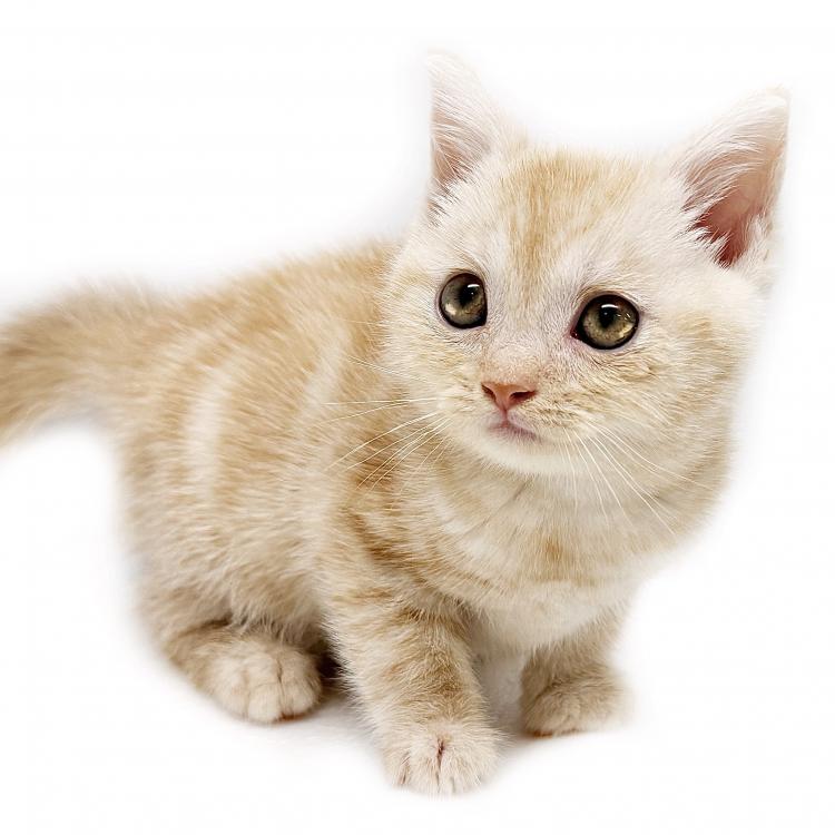 animal_image