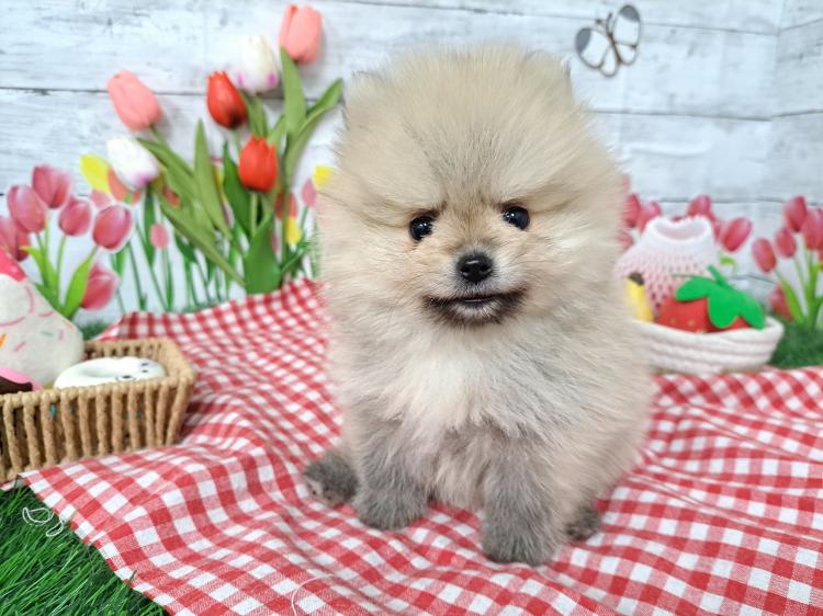animal_image