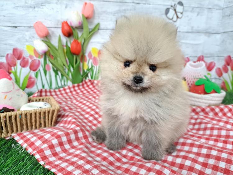animal_image