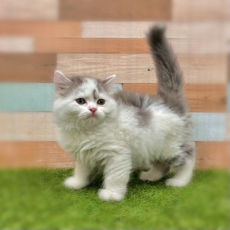 animal_image