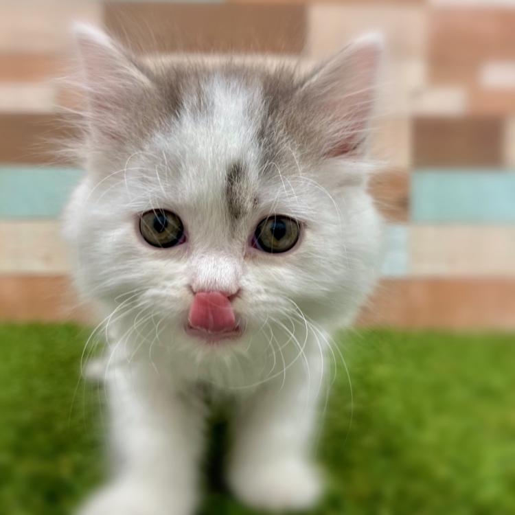animal_image